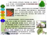 四年级上册综合实践活动课件-3.3爱上吃蔬菜 ∣ 沪科黔科版