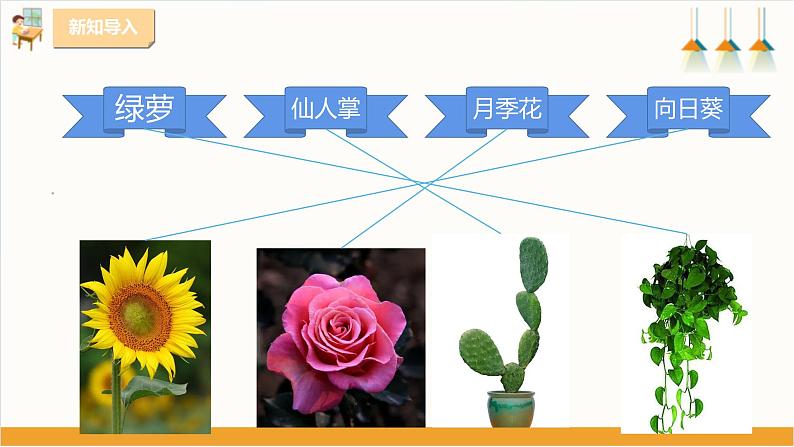 粤教版三年级下册综合实践活动第一单元《我的植物“邻居”》第二课时  课件第2页