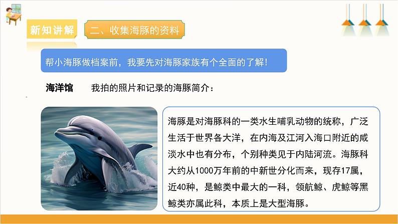 海豚小档案 课件第8页