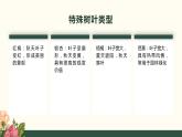 [皖教版]三年级上册综合实践活动1.神奇的树叶教学课件