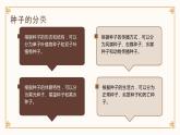 [皖教版]三年级上册综合实践活动2.植物的种子教学课件