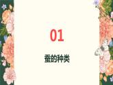 [皖教版]三年级下册综合实践活动2.识蚕养蚕教学课件