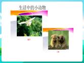 沪科黔科版综合实践活动三年级下册 《警惕意外伤害 二 别让动物伤害你》课件