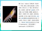 沪科黔科版综合实践活动五年级下册 第七单元 《人类共同的南极 活动三 人类该不该捕捞南极磷虾》课件