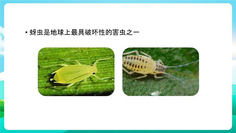 沪科黔科版综合实践活动六年级下册 第7单元《灾害的预防与应对 活动二 消灭蚜虫》课件第2页