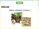粤教版综合实践活动四年级下册《身边的动物》 课件