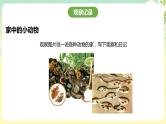粤教版综合实践活动四年级下册《身边的动物》 课件