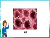 粤教版五年级综合实践活动下册  第二单元《微生物的妙用》第一课时  课件+教案