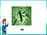 粤教版五年级综合实践活动下册  第二单元《微生物的妙用》第一课时  课件+教案