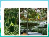 湘科版综合实践活动六年级11.《体验园艺植物栽培技术》课件+教案