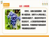 【沪科·黔科版】三上综合实践  植物园里乐淘淘 活动三《七彩染坊》课件+教案+素材