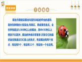 【沪科·黔科版】三上综合实践  探访昆虫世界 活动三《瓢虫知多少》课件+教案