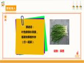 【沪科·黔科版】四上综合实践  蔬菜宝贝的秘密 活动一《自己种菜乐趣多》课件+教案+素材