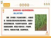 【沪科·黔科版】四上综合实践  蔬菜宝贝的秘密 活动一《自己种菜乐趣多》课件+教案+素材