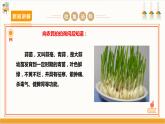 【沪科·黔科版】四上综合实践  蔬菜宝贝的秘密 活动一《自己种菜乐趣多》课件+教案+素材
