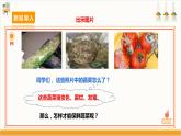 【沪科·黔科版】四上综合实践  蔬菜宝贝的秘密 活动二《蔬菜保鲜揭秘》课件+教案