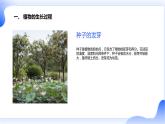 安徽大学版小学三年级上册综合实践活动第1课探寻植物王国【课件】