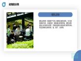 安徽大学版小学三年级下册综合实践活动1认识动物（课件）