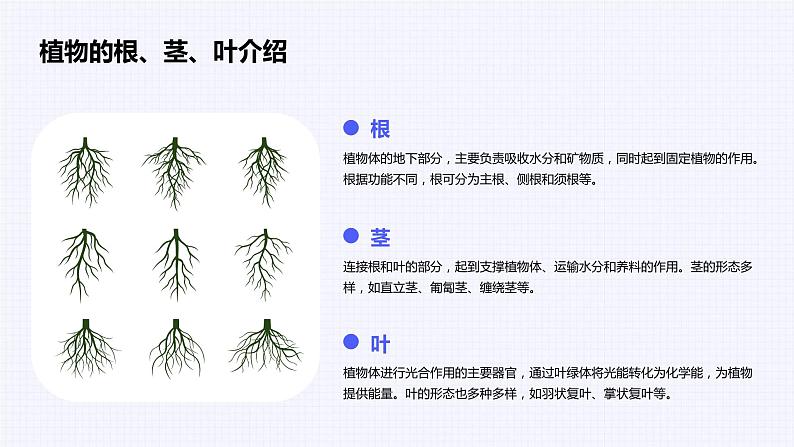 三年级上册综合实践活动安徽大学版《1.1 探寻植物王国》课件第8页