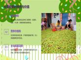 岭南佳果（课件）-2023-2024 学年三年级下册综合实践活动粤教版