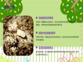 蚂蚁与白蚁课件）-2023-2024 学年三年级下册综合实践活动粤教版