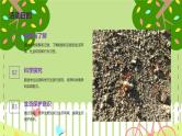 蚂蚁与白蚁课件）-2023-2024 学年三年级下册综合实践活动粤教版