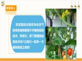 【内蒙古版】五下综合实践  第四单元 主题活动一《我的植物栽培之旅》课件+教案+素材