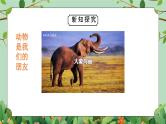 四年级下册-综合实践第四单元 动物是人类的朋友 课件