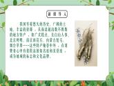五年級下冊-綜合實踐第六單元 家鄉(xiāng)的特產 課件