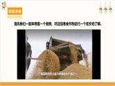 【鲁科版】三下综合实践  2.2《认识粮食作物》课件+教案+素材