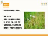 【鲁科版】三下综合实践  2.3《药用植物》课件+教案+素材