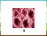 粵教版綜合實踐活動五年級下冊第二單元《微生物的妙用》第一課時 課件+教案
