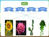 粤教版综合实践活动三年级下册第一单元《我的植物“邻居”》第二课时（课件+教案）
