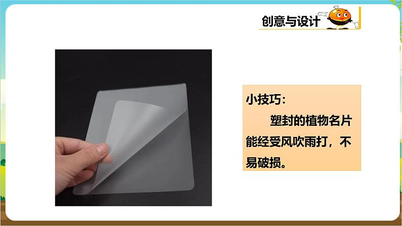 粤教版综合实践活动三年级下册第一单元《我的植物“邻居”》第二课时  课件第7页