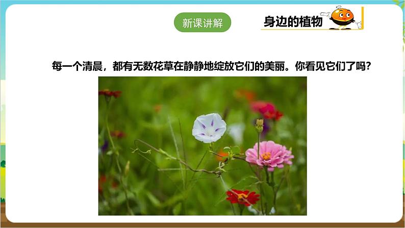 粤教版综合实践活动三年级下册第一单元《我的植物“邻居”》第一课时  课件第8页