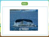 沪科·黔科版综合实践五年级下册 人类共同的南极 活动三《人类应不应该捕捞南极磷虾》课件+教案+素材
