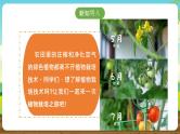 内蒙古版综合实践活动五下 第四单元 主题活动一《我的植物栽培之旅》课件+教案+素材