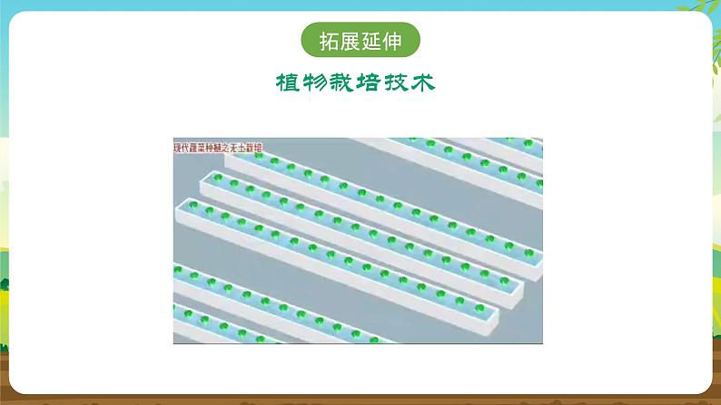 内蒙古版综合实践活动五下 第四单元 主题活动一《我的植物栽培之旅》课件第5页