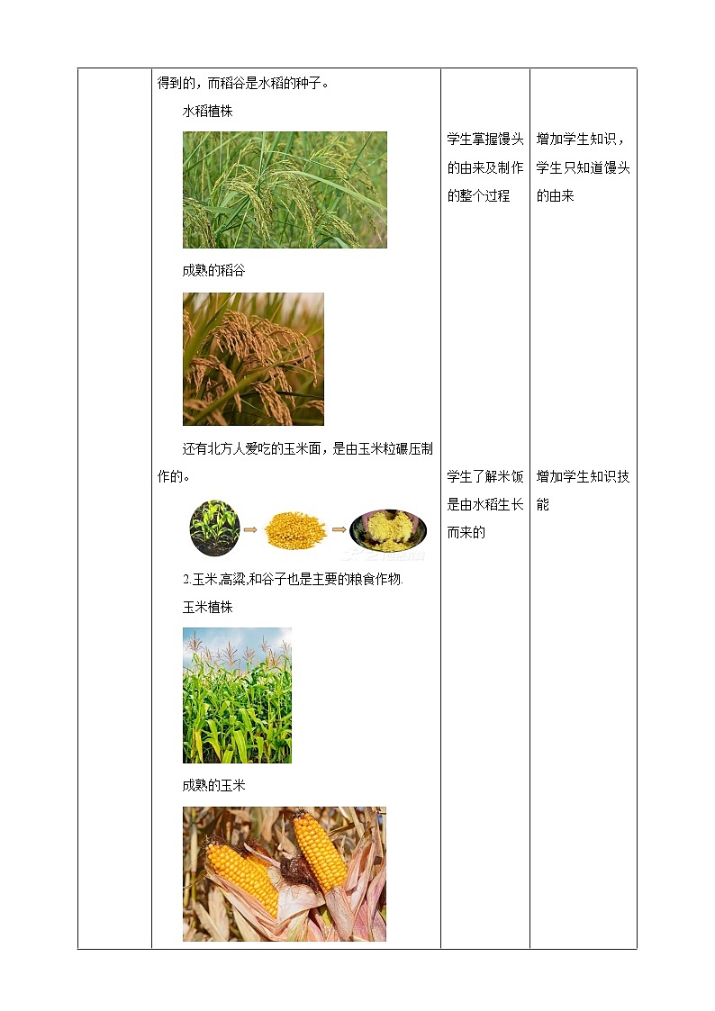 鲁科版综合实践活动三年级下册2.2《认识粮食作物》教案第3页