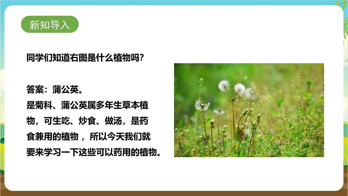 鲁科版综合实践活动三年级下册2.3《药用植物》课件第3页