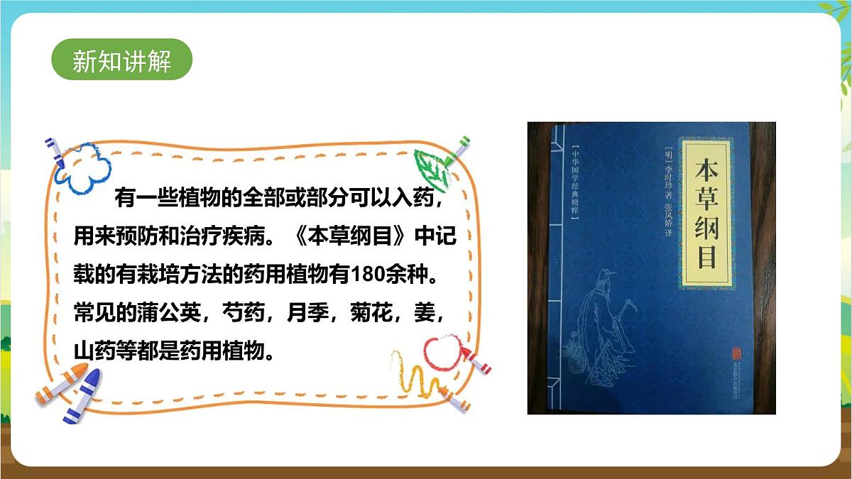 鲁科版综合实践活动三年级下册2.3《药用植物》课件第4页