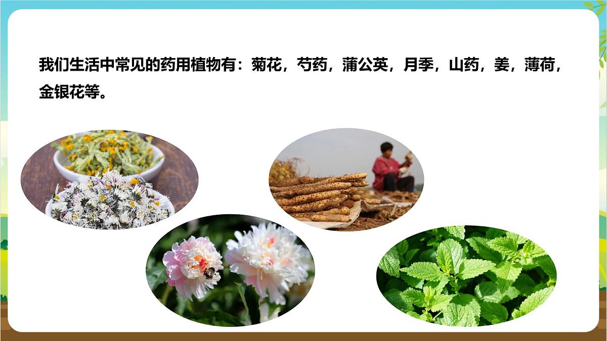 鲁科版综合实践活动三年级下册2.3《药用植物》课件第6页