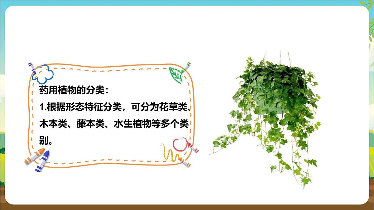 鲁科版综合实践活动三年级下册2.3《药用植物》课件第8页