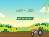 鲁科版综合实践活动六下  6.1《茶艺·认识茶叶》课件+教案+素材