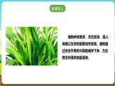 粵教版綜合實踐活動三年級下冊第一單元《我的植物“鄰居”》第一課時（課件+教案）