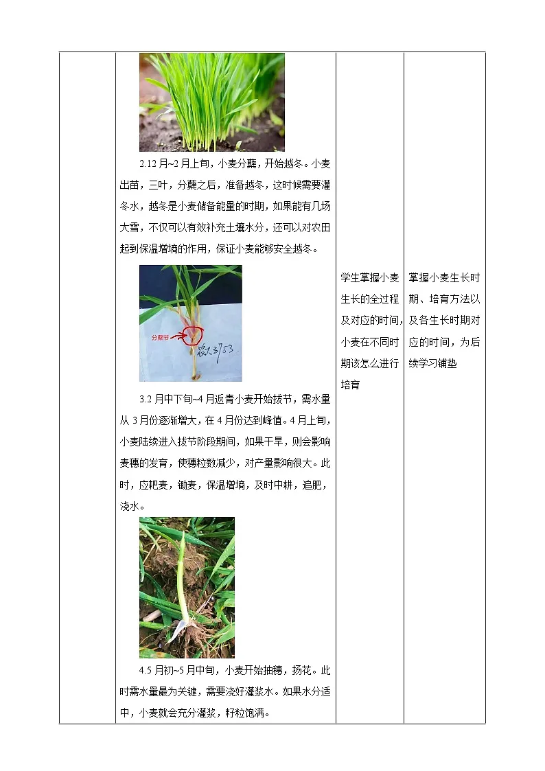 鲁科版综合实践活动四年级下册2.3《节气与种植》教案第3页
