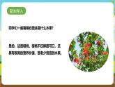 鲁科版综合实践活动四年级下册4.2《玲珑樱桃》课件+教案+素材