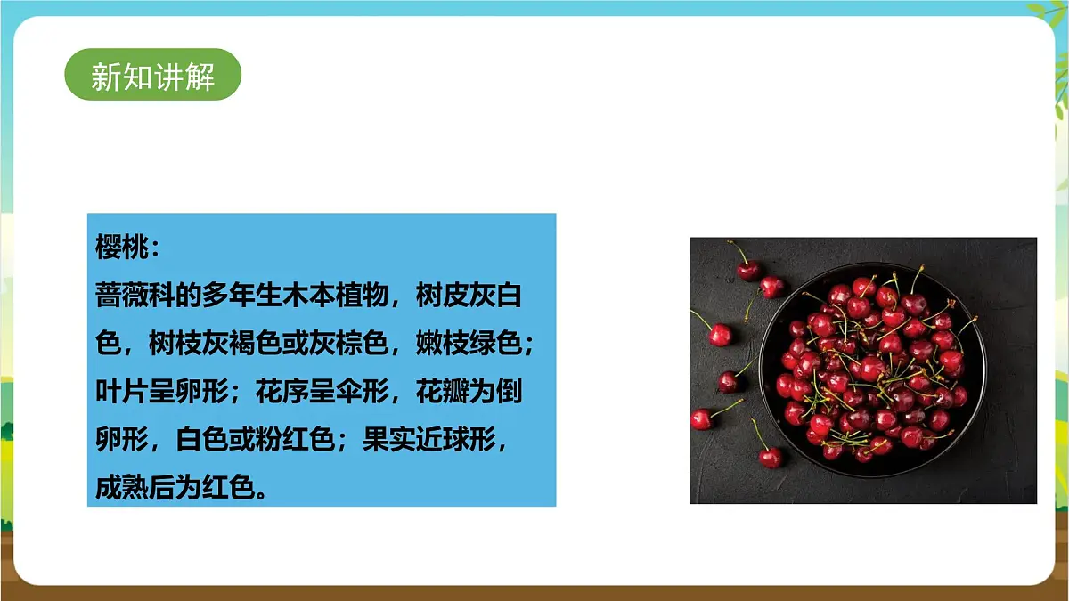 鲁科版综合实践活动四年级下册4.2《玲珑樱桃》课件第4页