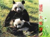 冀教版小学信息技术三年级第二课画大熊猫PPT课件PPT