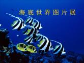 冀教版三年级上册信息技术 11.海底世界图片展 PPT课件